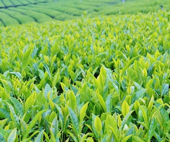 緑茶（日本茶）の産地
